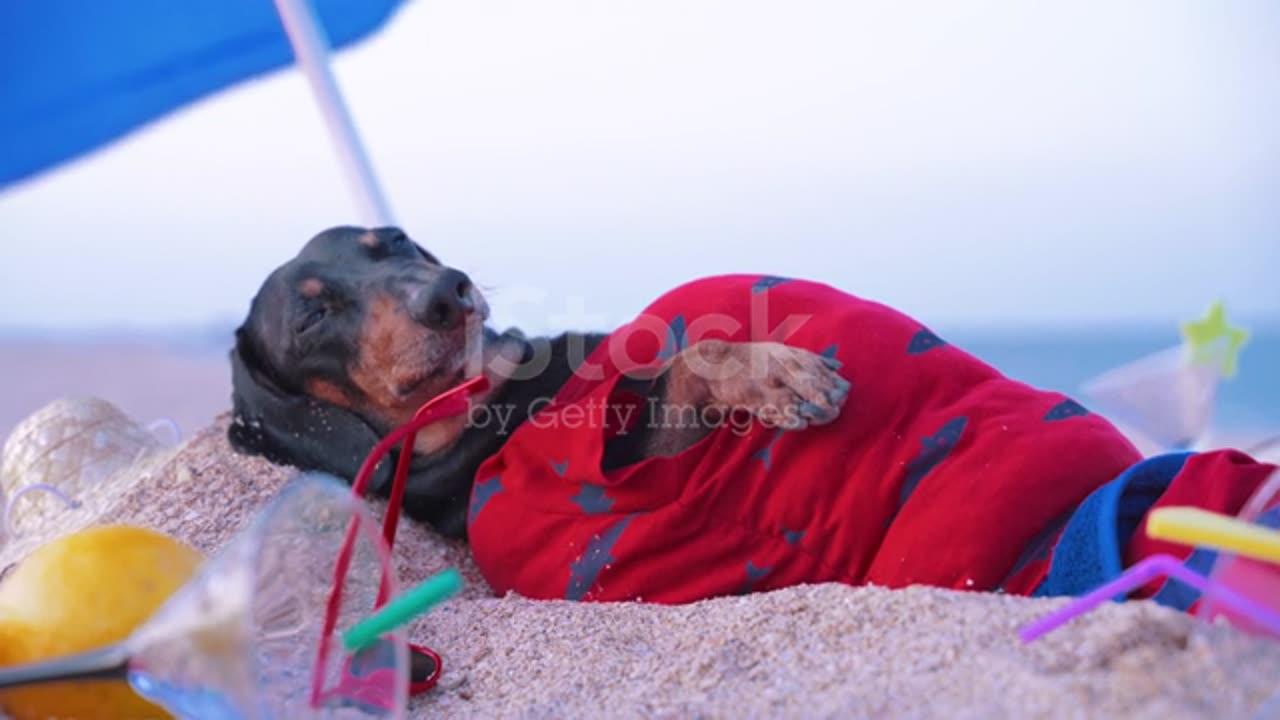 Funny dog ​​on the beach