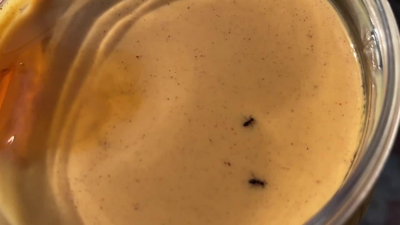 I Found Bugs In My Peanut Butter...