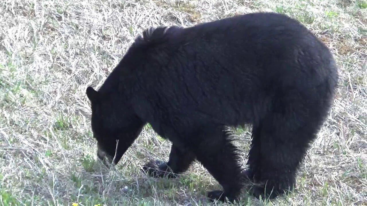BLACK BEAR (MALE)-BESIDE THE HIGHWAY-BANFF, AB,CA