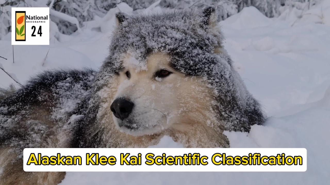 Alaskan Klee Kai Scientific Classification | National Geographic 24