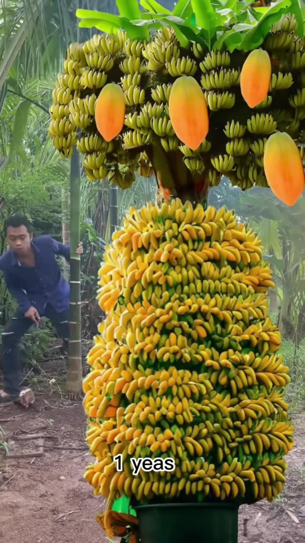 Techniques for growing papaya to banana #shots