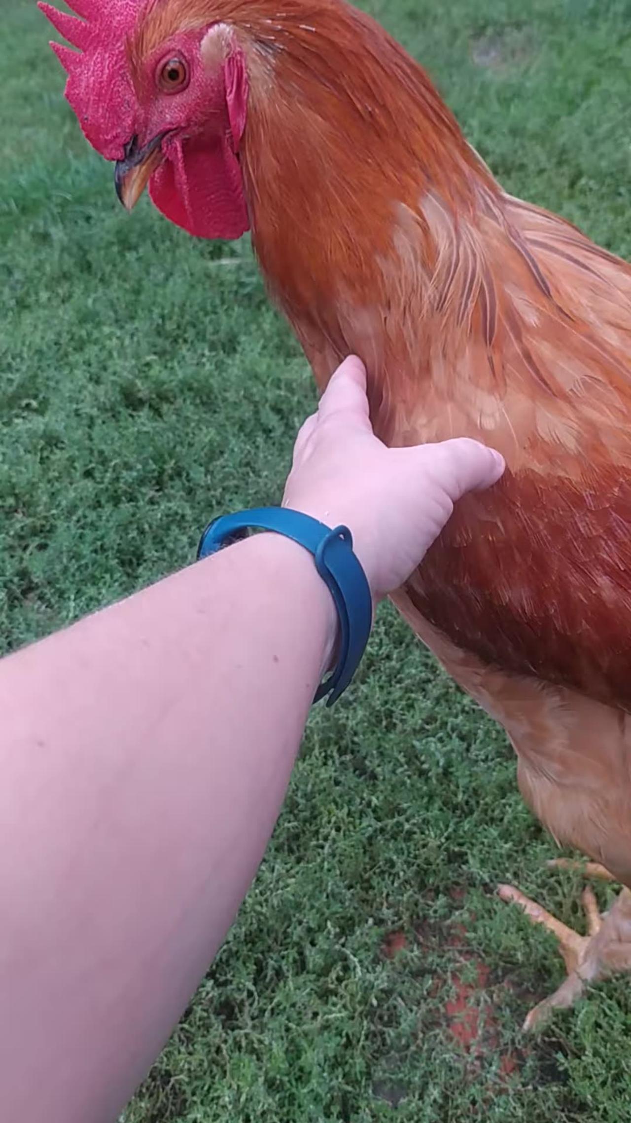 A rooster called Baguette