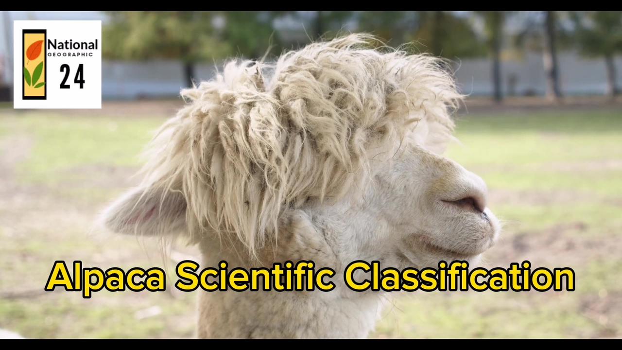 Alpaca Scientific Classification | National Geographic 24