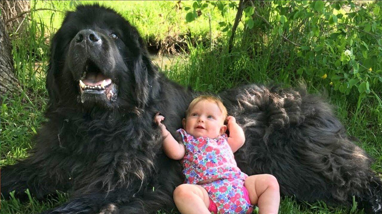 My Big Newfoundland Dogs Are playing with a baby