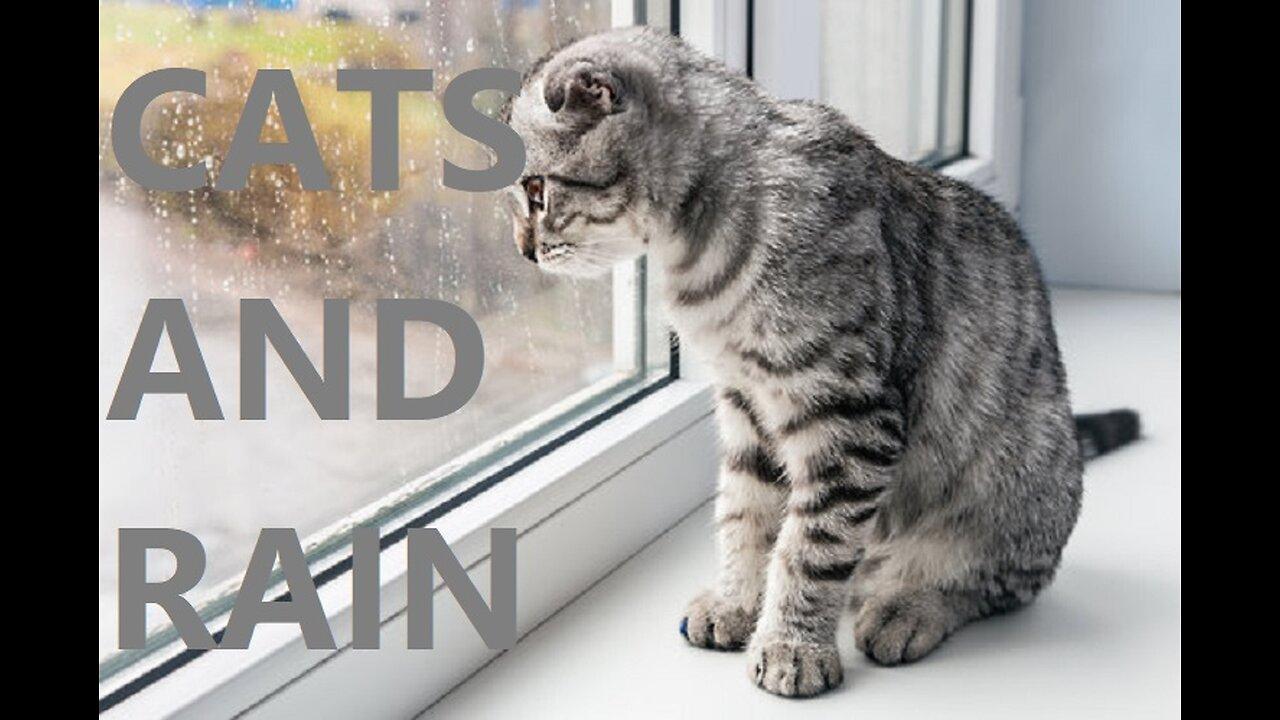 Cats & Rain.