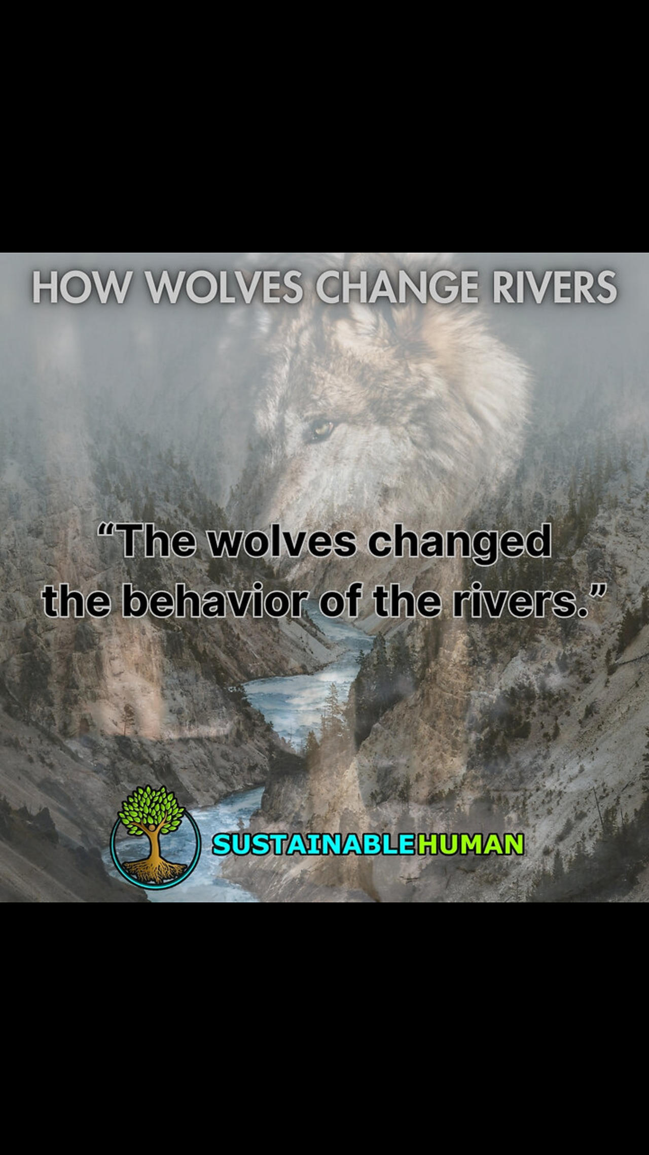 How Wolves Change Rivers | George Monbiot