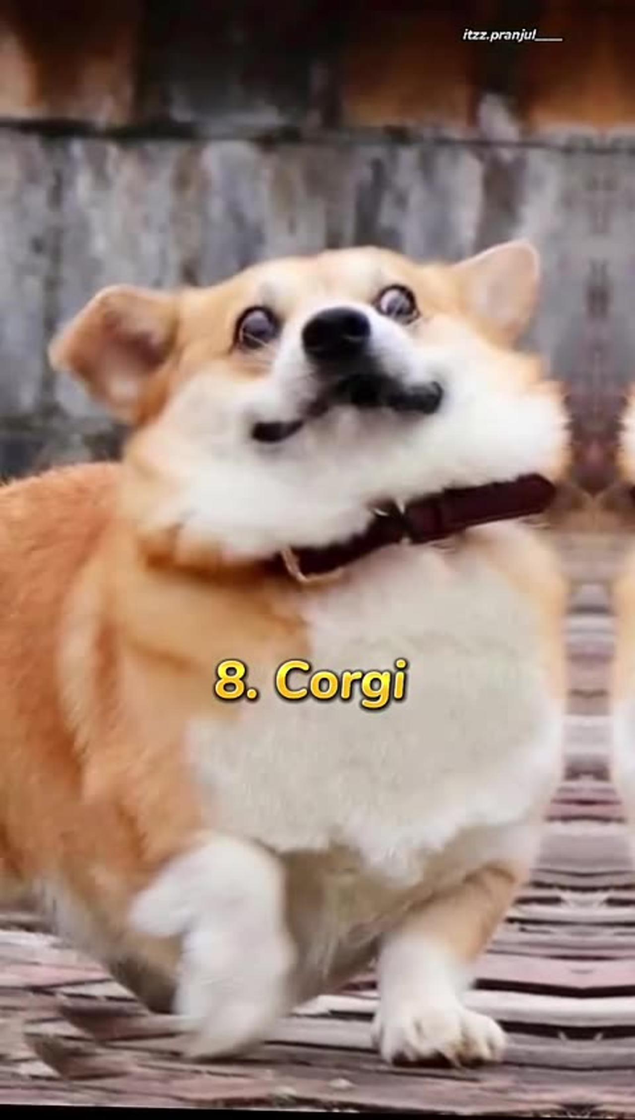 top 10 most cutest dog in the world