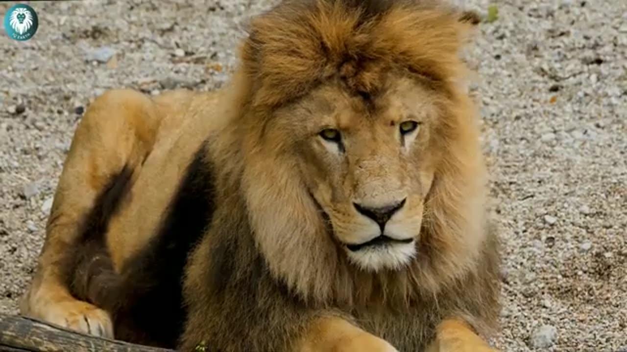 Why lion is called king of jungle