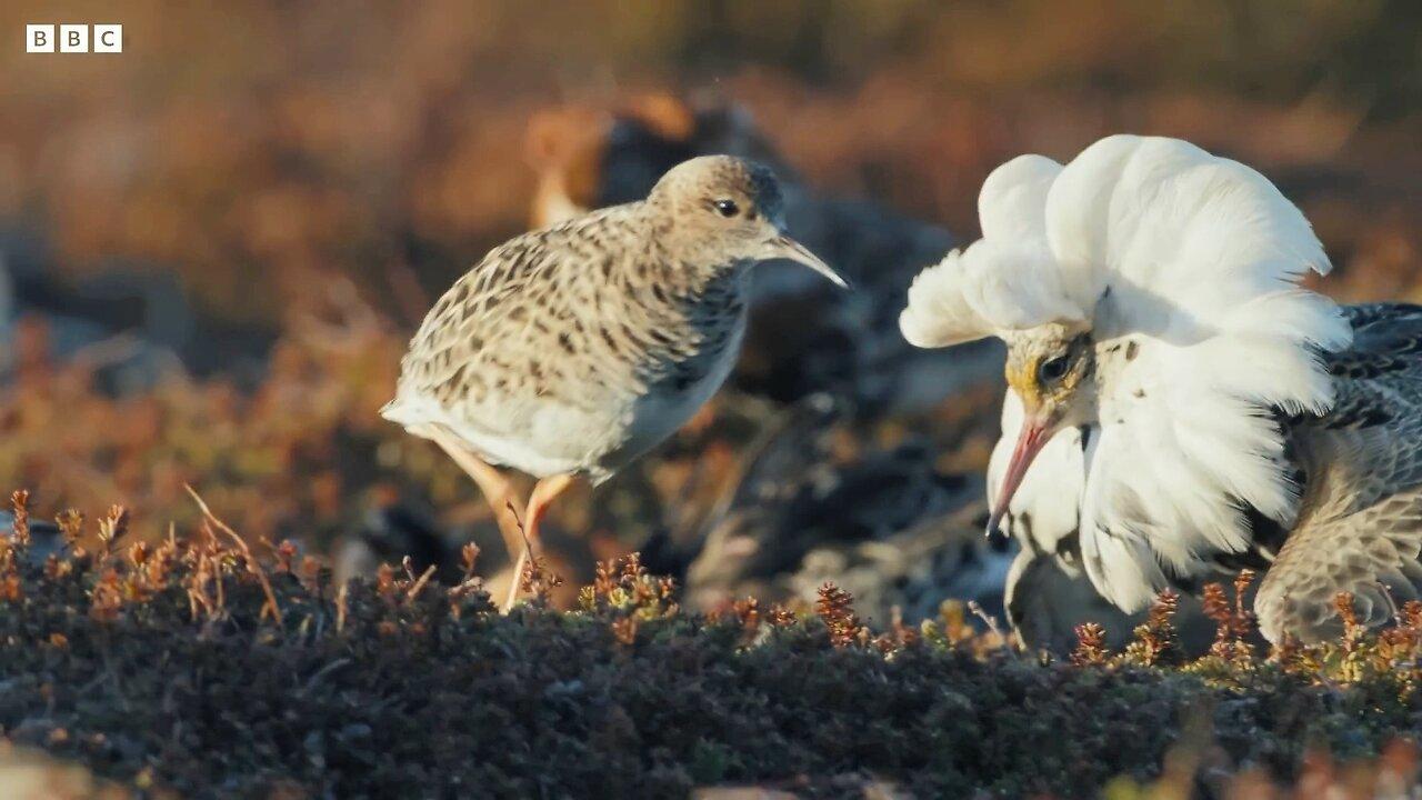 Elaborate Mating Strategies of Male Ruffs | Wild Scandinavia | BBC Earth 🌎