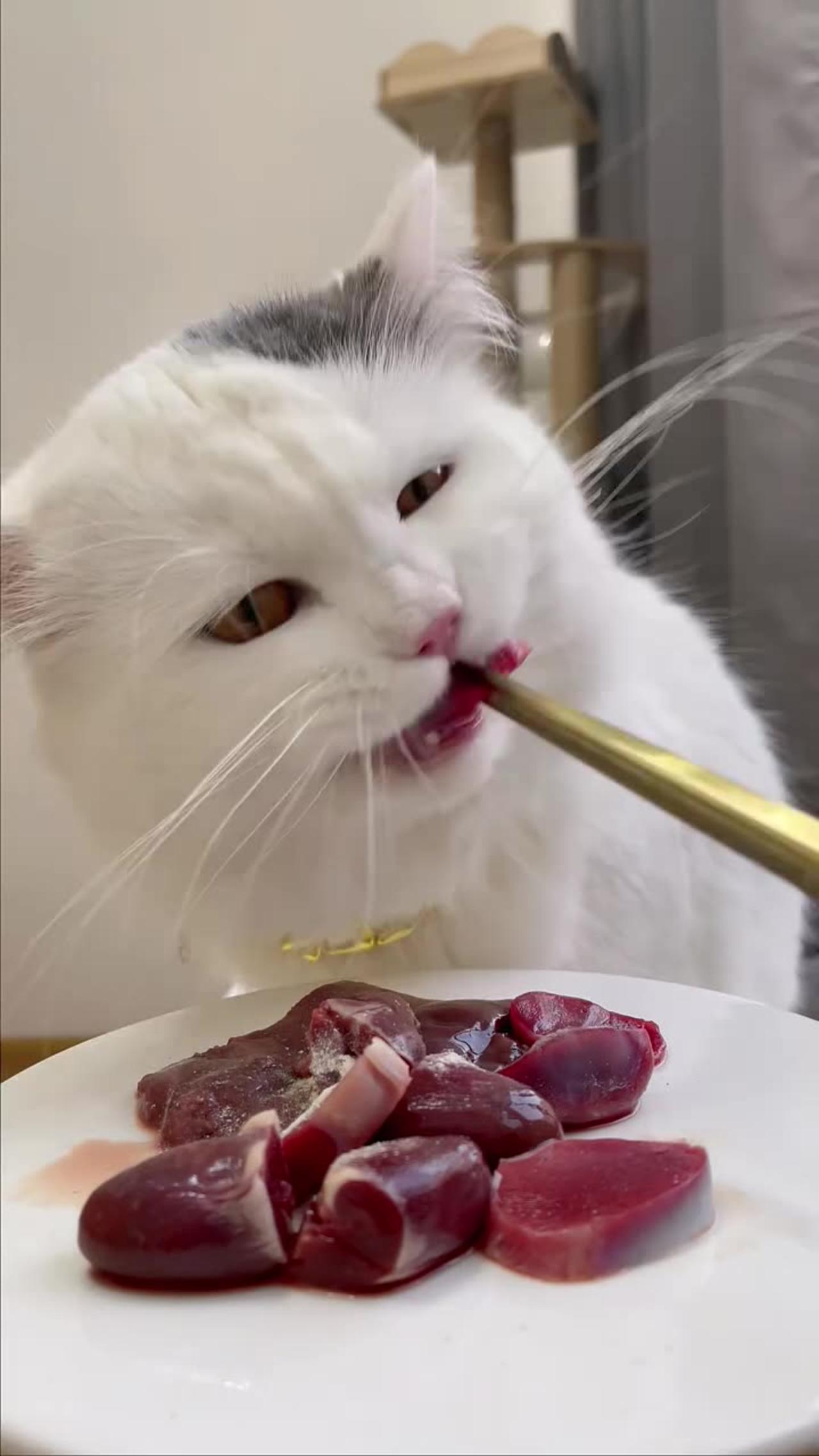 This cute cat eat so many foods alone.