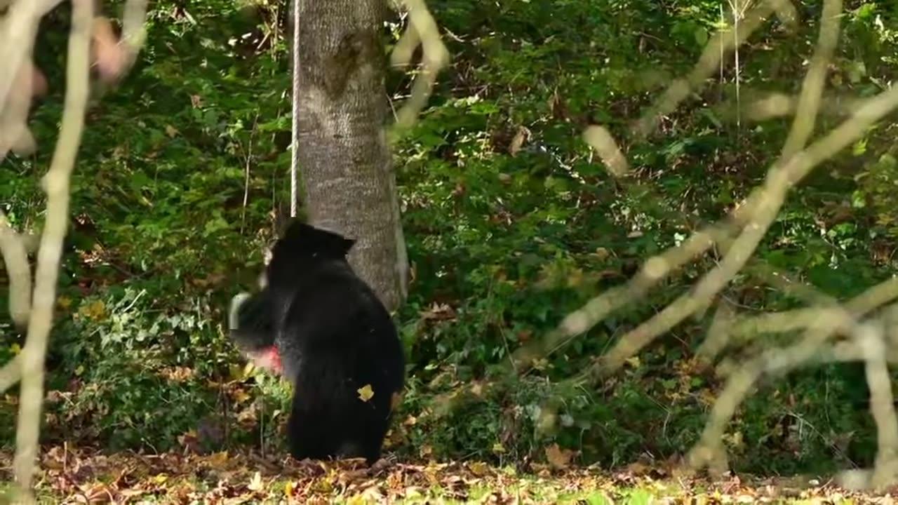 Black Bear Plays With Backyard Swing - One News Page VIDEO