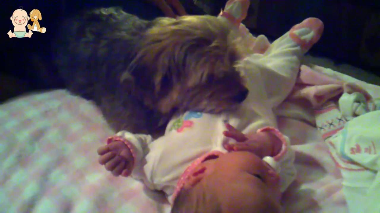 "Loyal Dogs Take Care And Protecting Babies Compilation - Dog And Baby Best Friend Videos 🐾👶