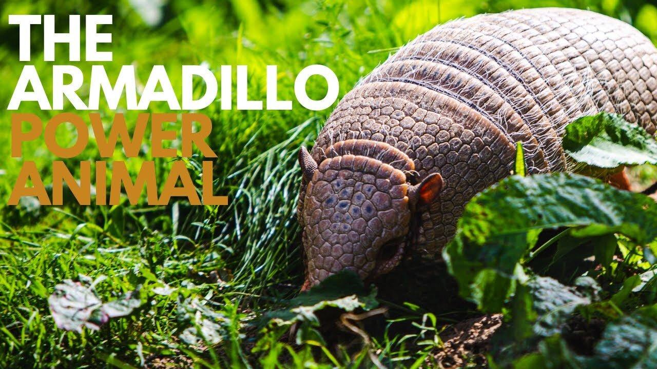 The Armadillo Power Animal
