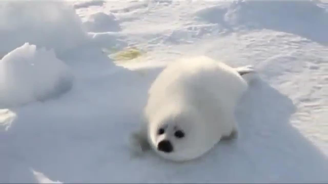 Baby Snow White Seal Looking For her Mother
