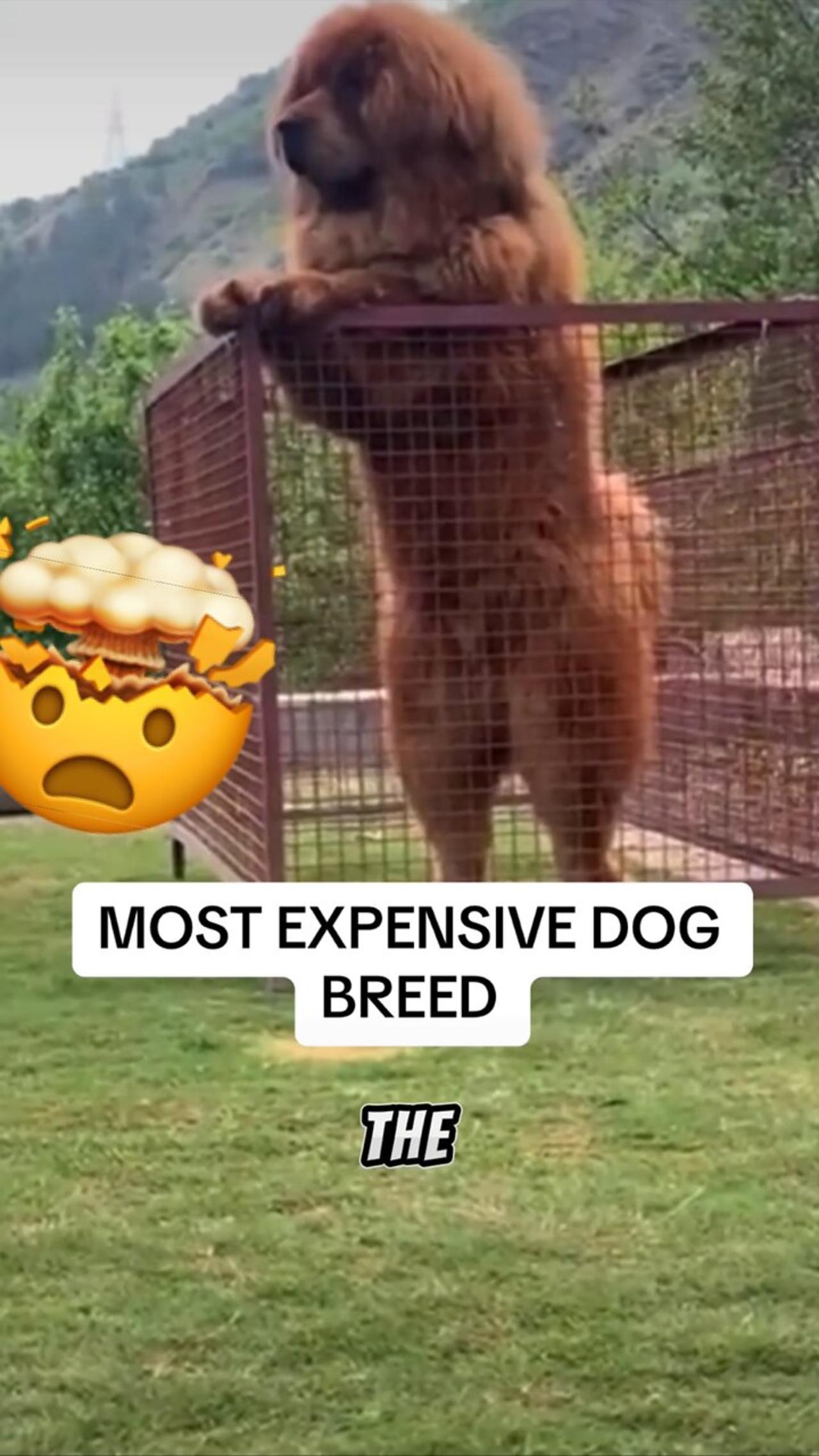 Most Expensive Dog Breed! One News Page VIDEO