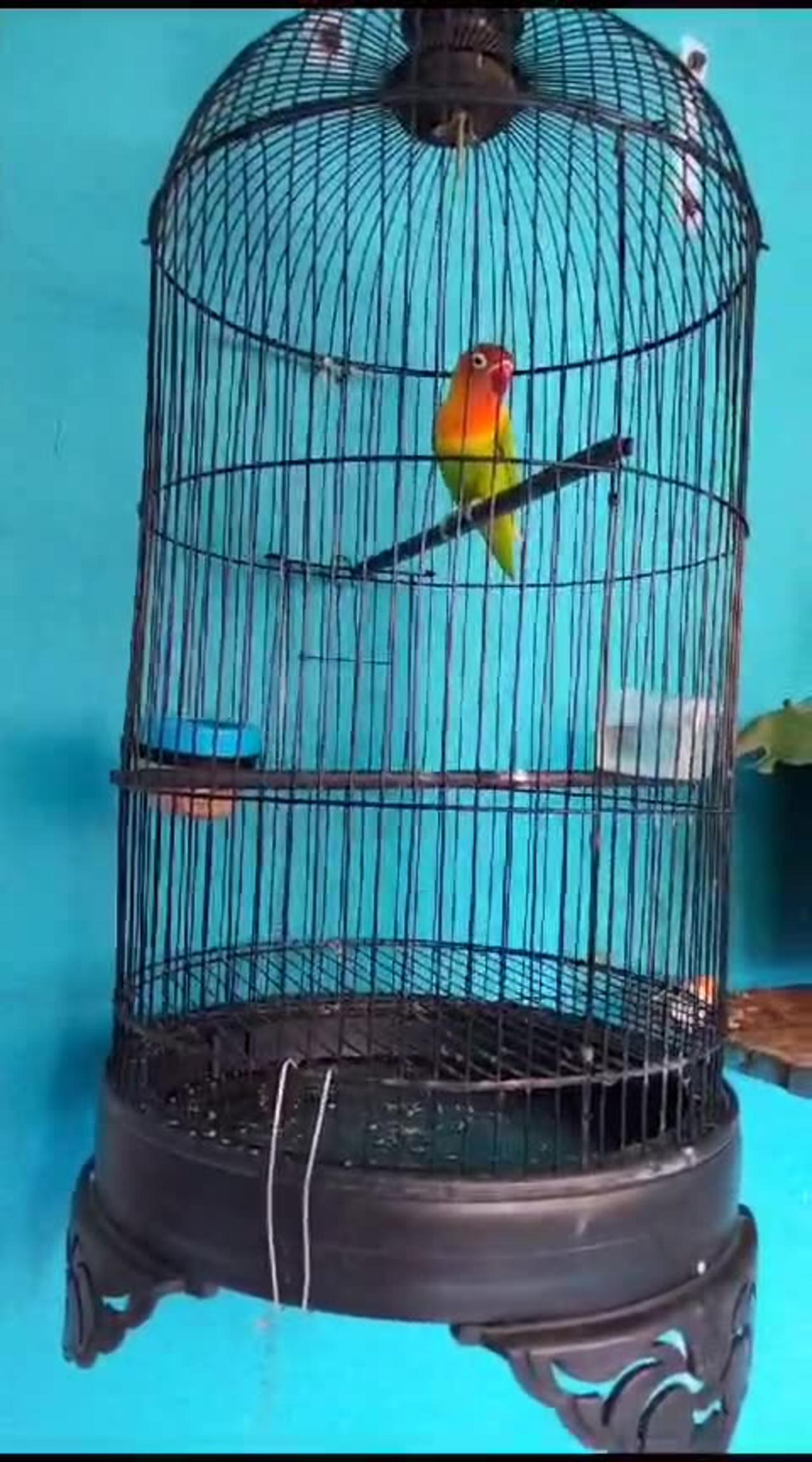 Love Bird One News Page VIDEO