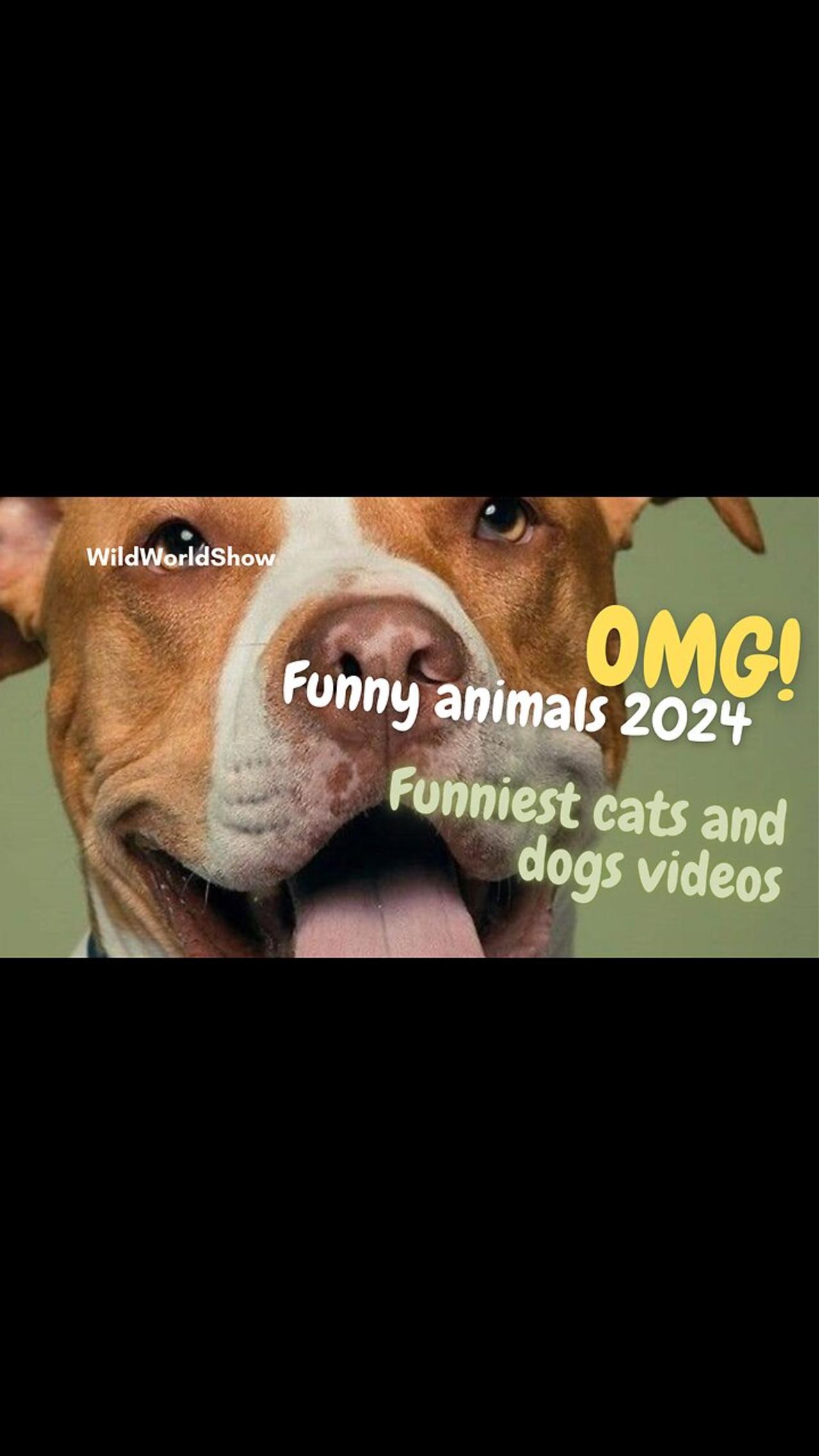 Funniest Cats and Dogs 2024 *you can't One News Page VIDEO