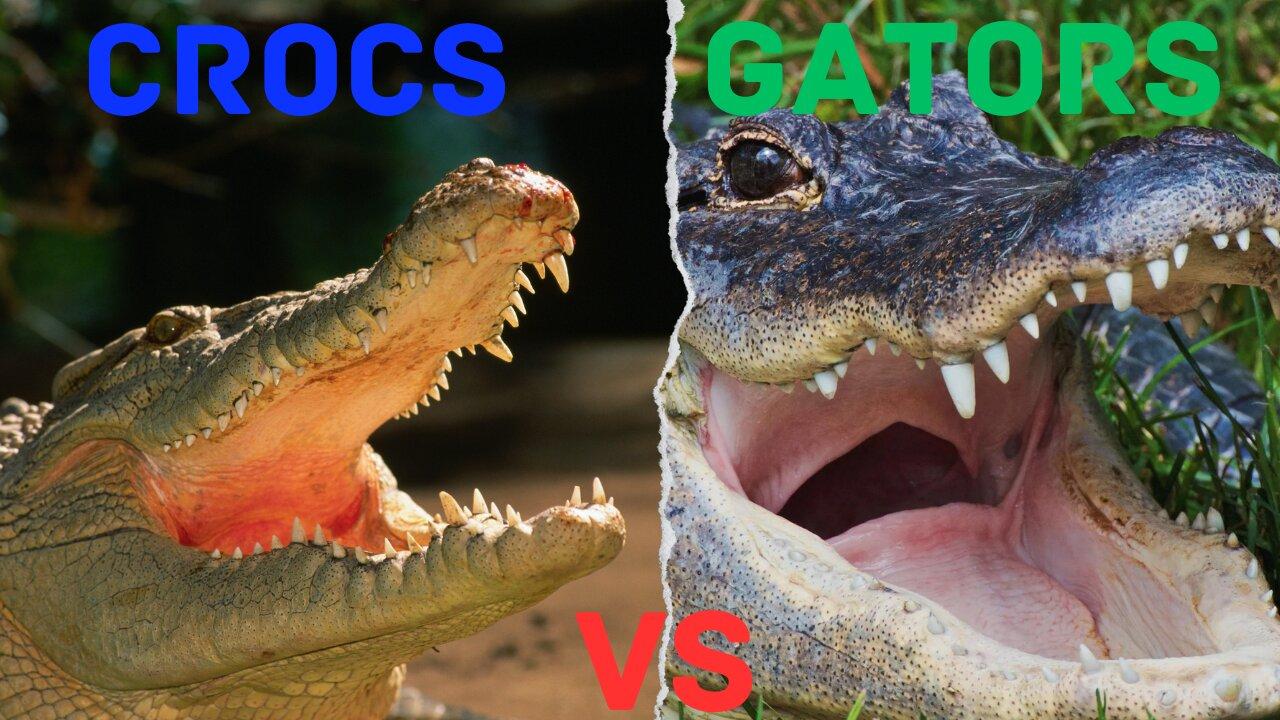 Alligators Vs Crocodile | What is the difference between them? 🐊
