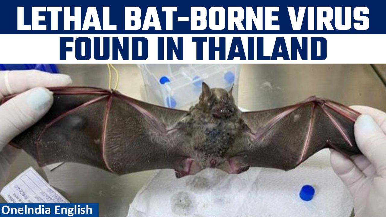 Thailand: Traces of new deadly bat virus which can infect humans found inside cave | Oneindia News