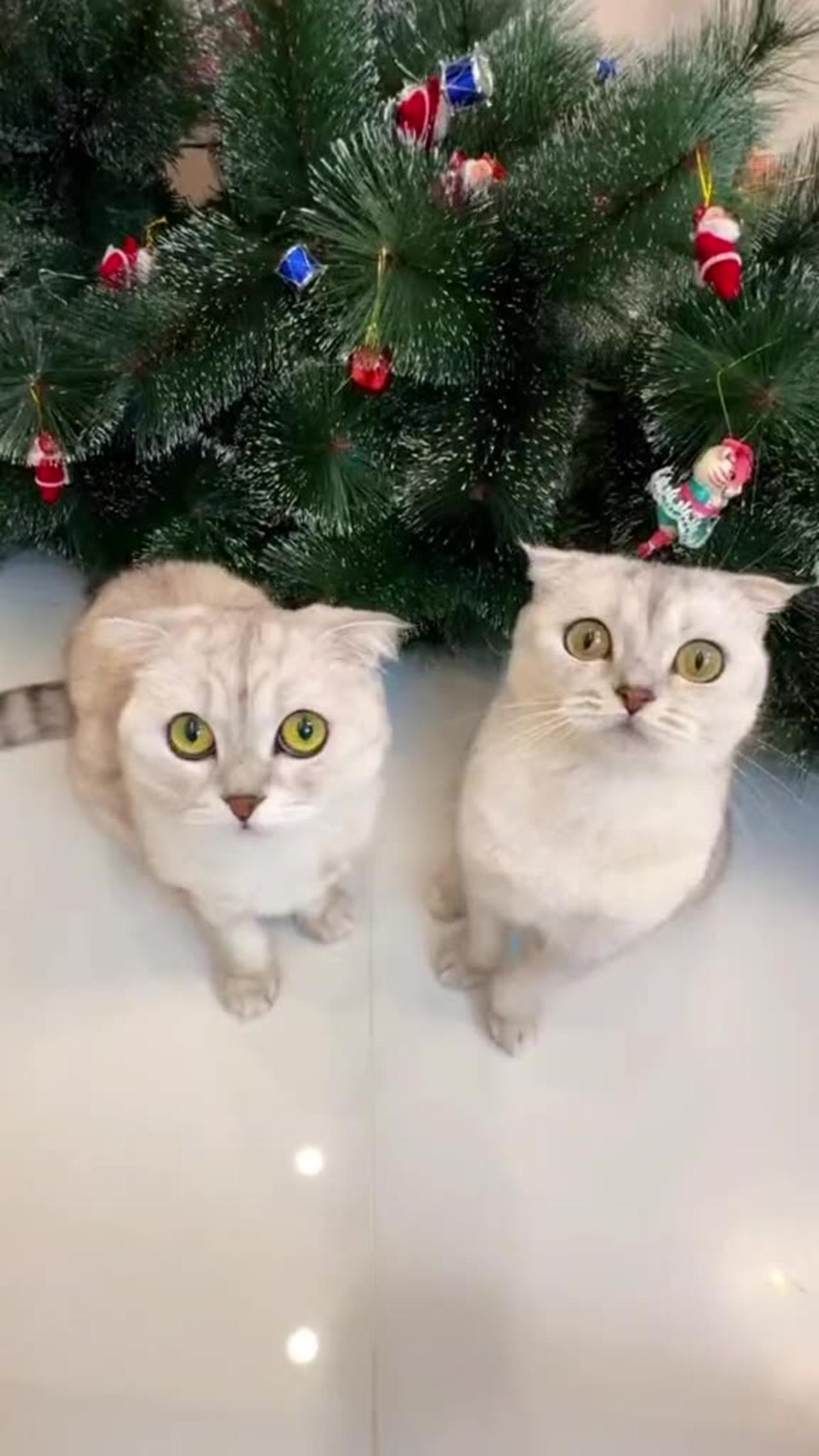 Christmas tree for cats