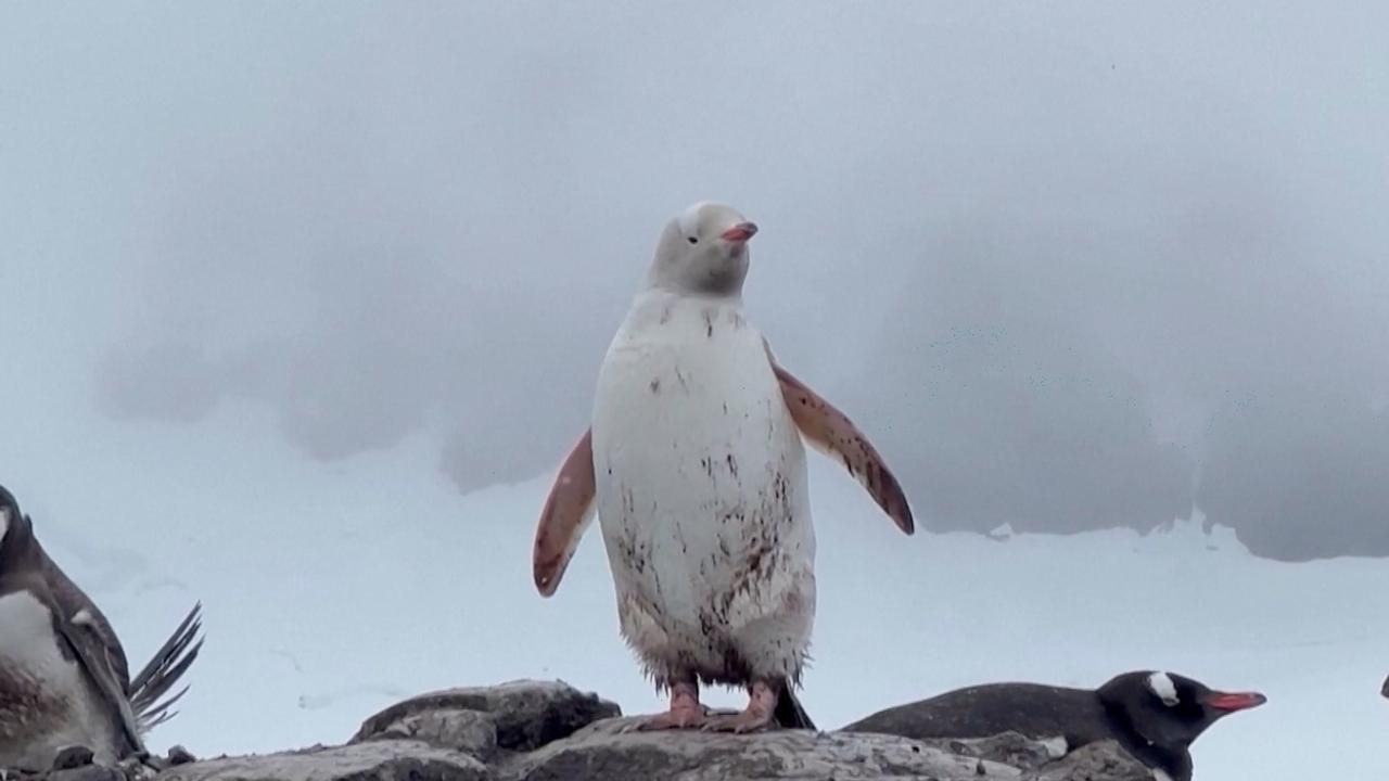 Rare White Penguin Spotted in Chilean Antarctica