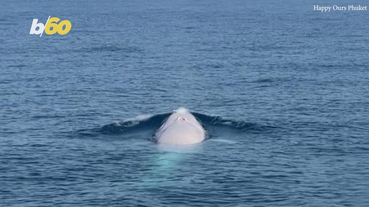 Super Rare Omura’s Whale Spotted From Passing Boat