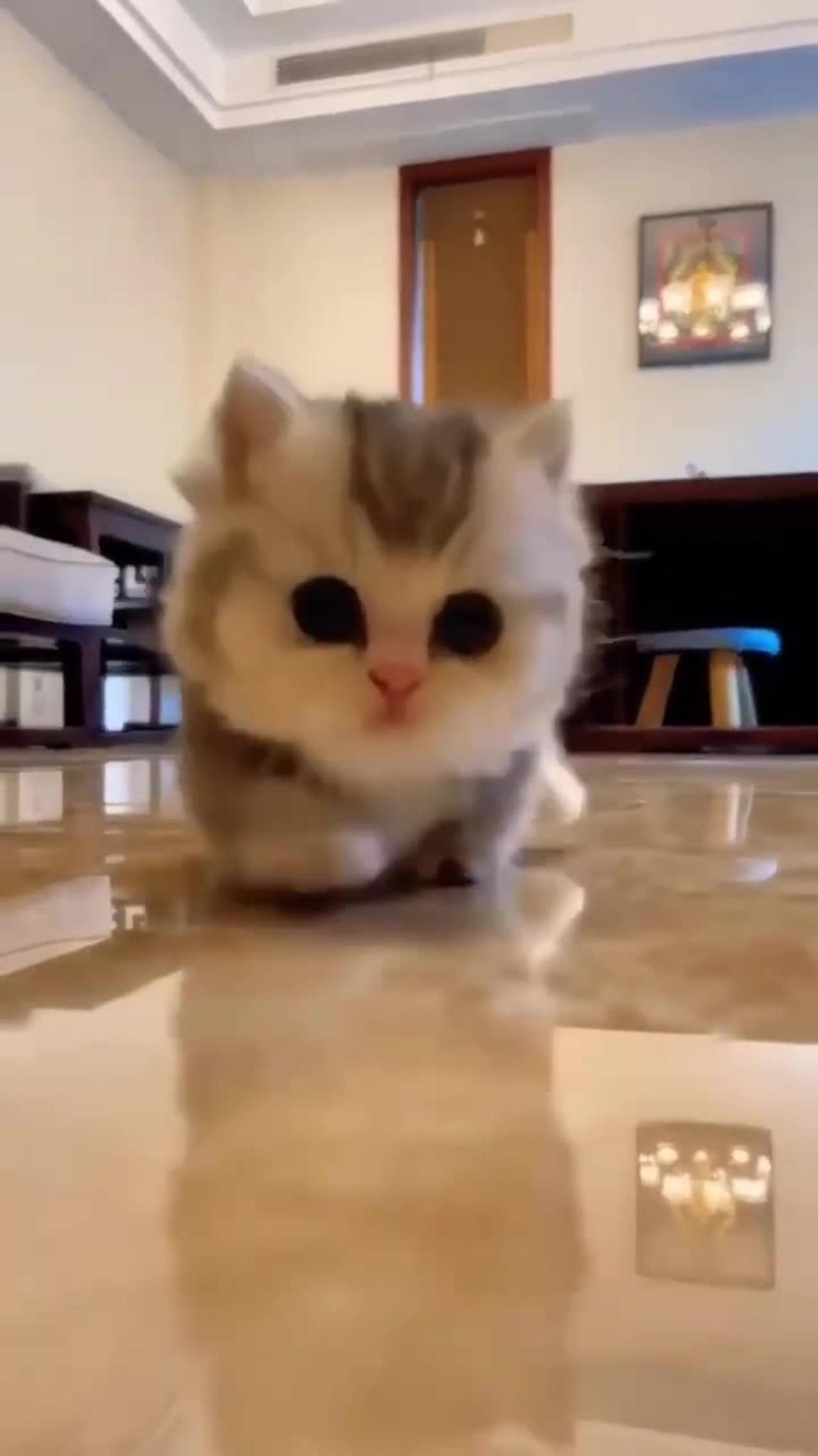 Cute baby Cat