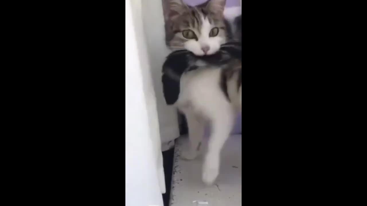 Funny animal videos - Funny cats/dogs - Funny animals {Part.10}