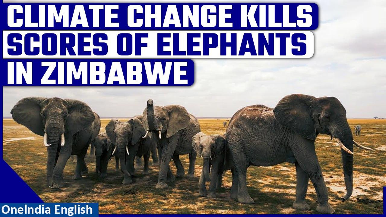 Zimbabwe: Elephants in Zimbabwe's Hwange National Park bear brunt of climate change | Oneindia
