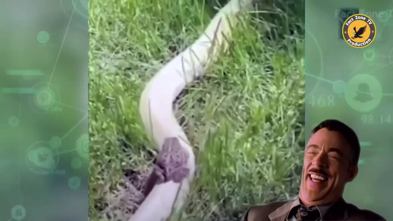 Animal Funny Video Moments One News Page Video Animal Funny Video Moments One News Page Video