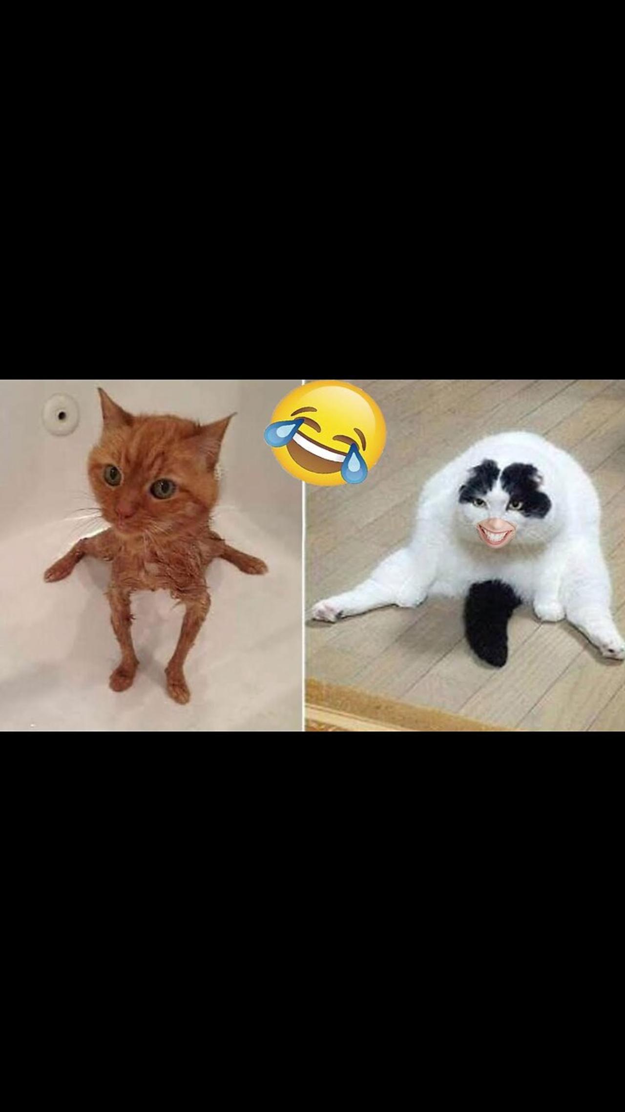 Cute Cats & Funny Cats 😍😍😅😅 #cats #shorts #viral #pets #mmvcats