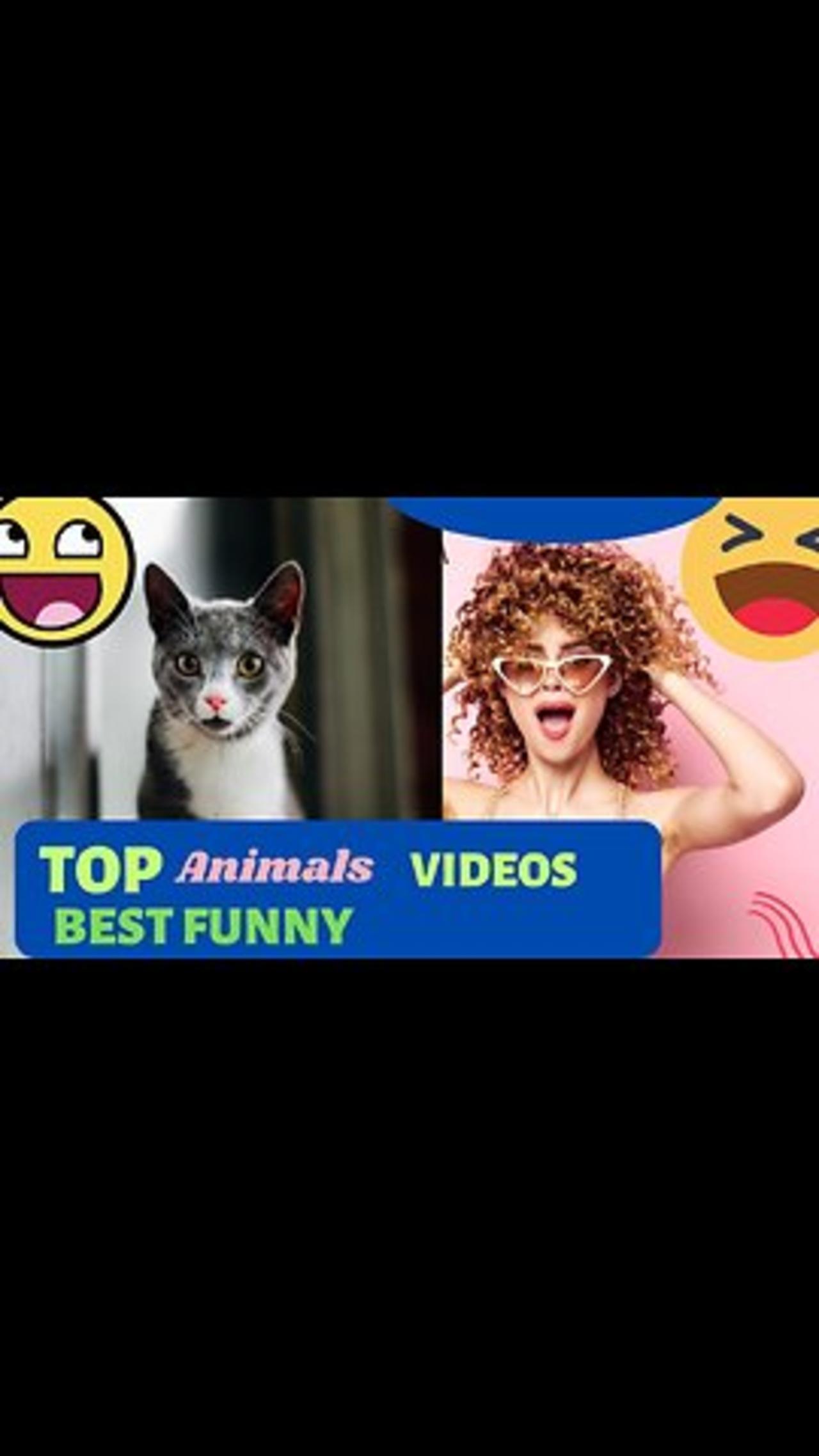 Funny animals videos clips, very funny 😄animals, videos funny 😄animals youtube, 😄dogs, cats funny