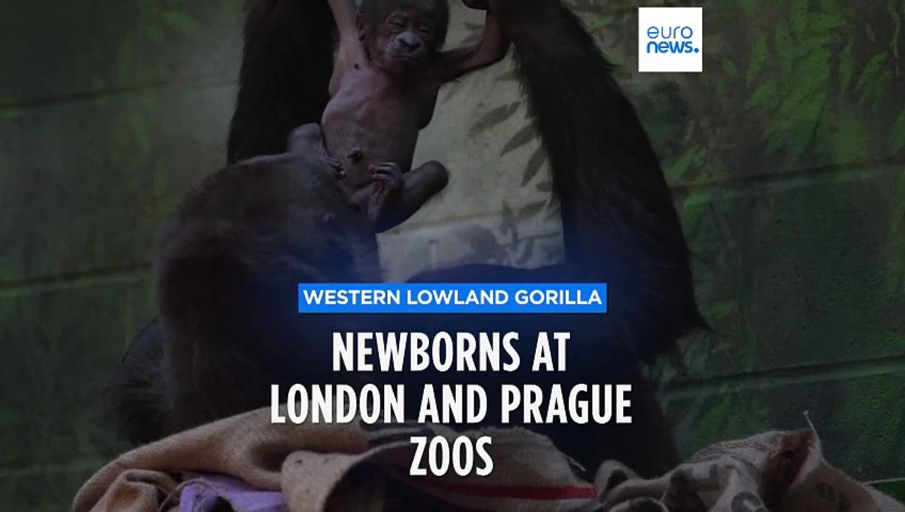 Critically endangered western lowland gorillas born in London and Prague
