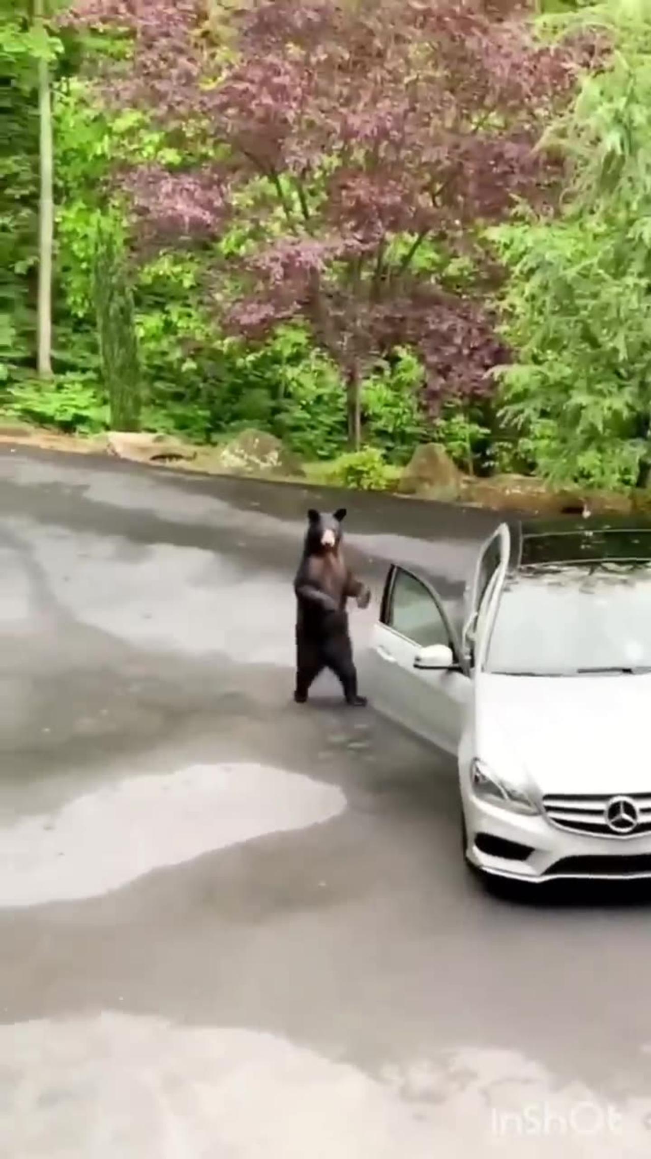 Funny animal 😂, funny animal dancing 😂 - One News Page VIDEO