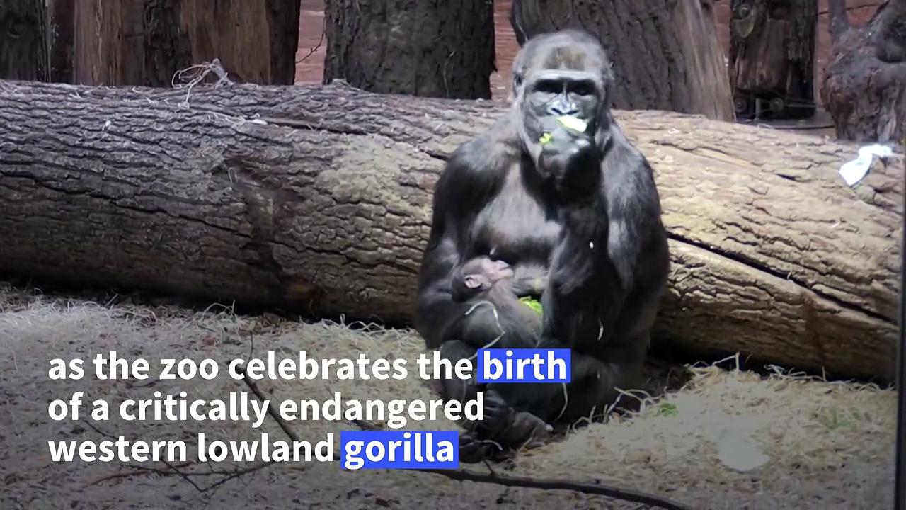 It's a girl! Prague zoo welcomes birth of endangered gorilla