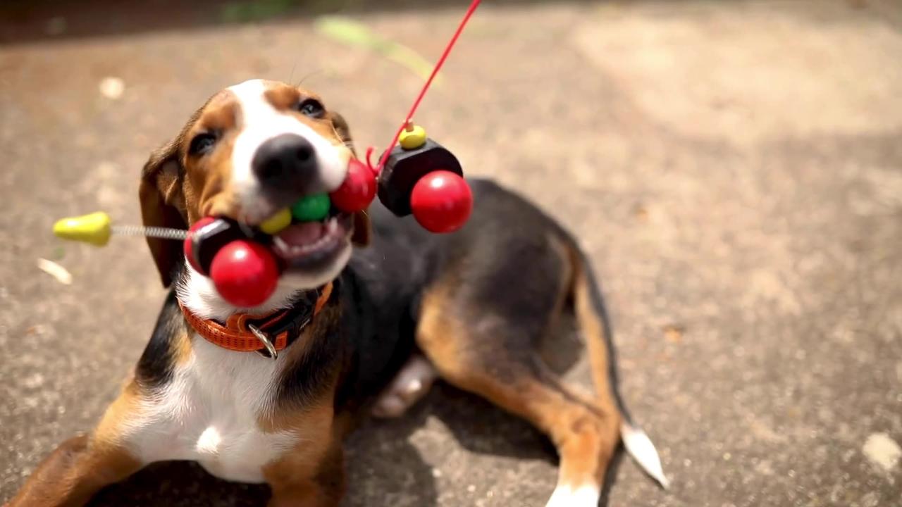 Paws and Play: A Day in the Life of My Adorable Dogs.