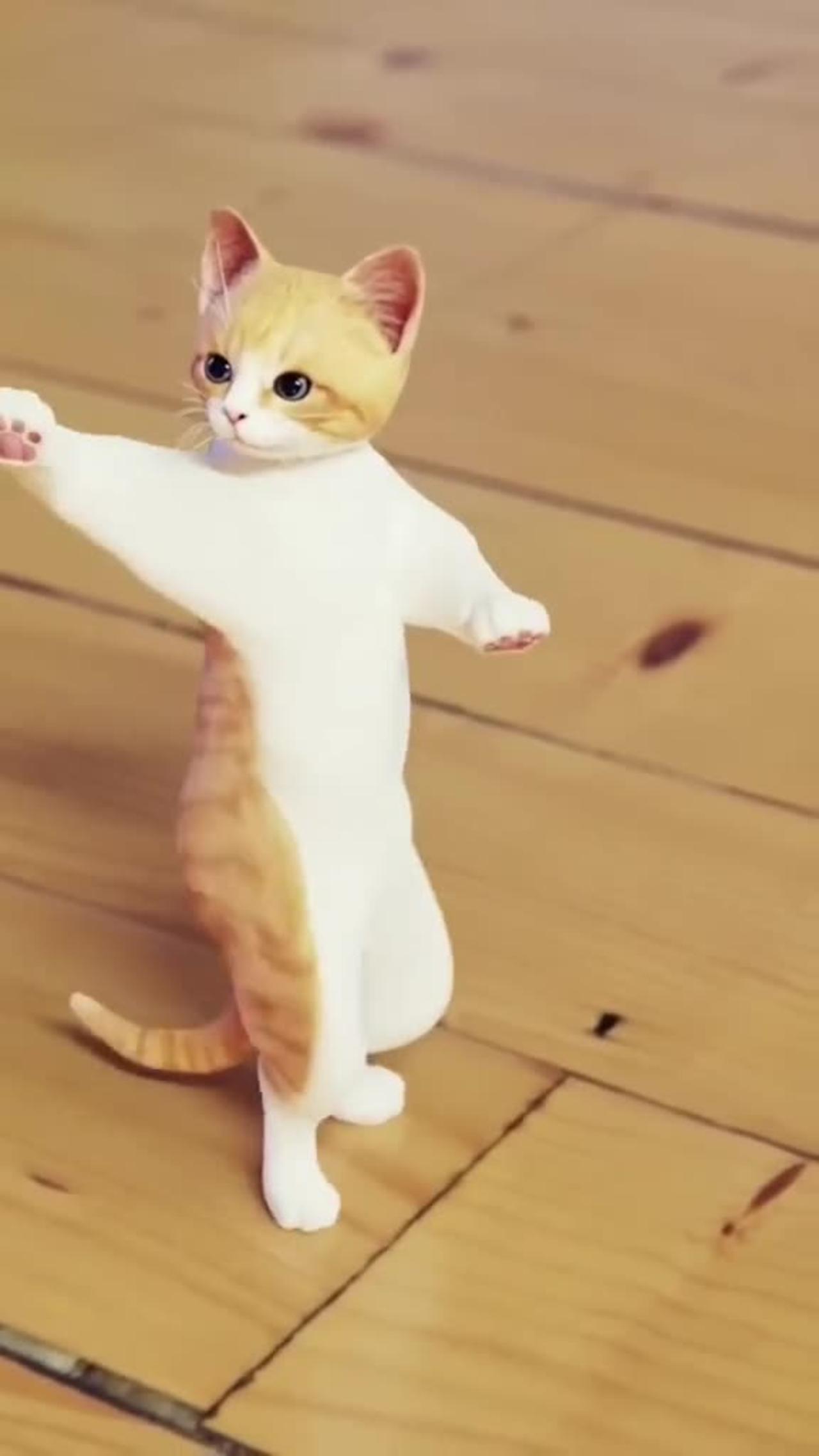 Cats baby dancing video