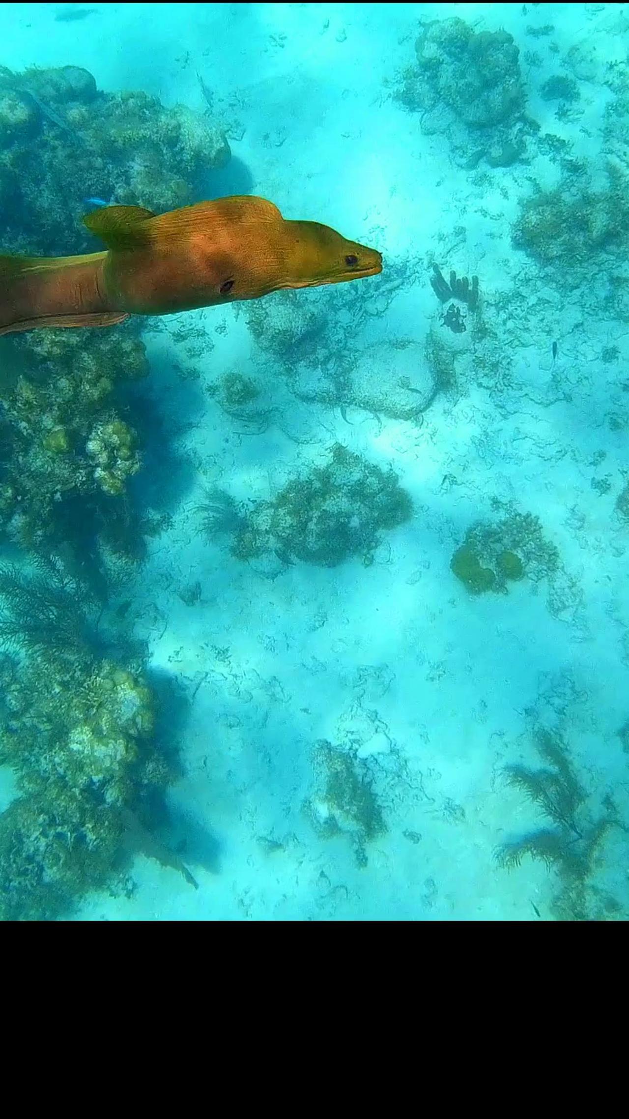 Almost attacked by a morey eel
