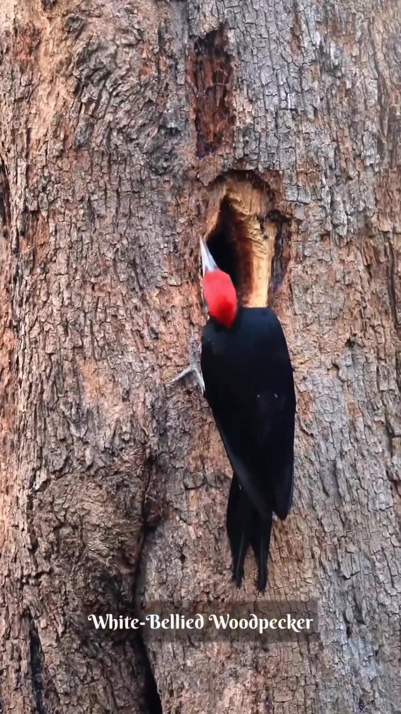 Woodpecker on tree 😯