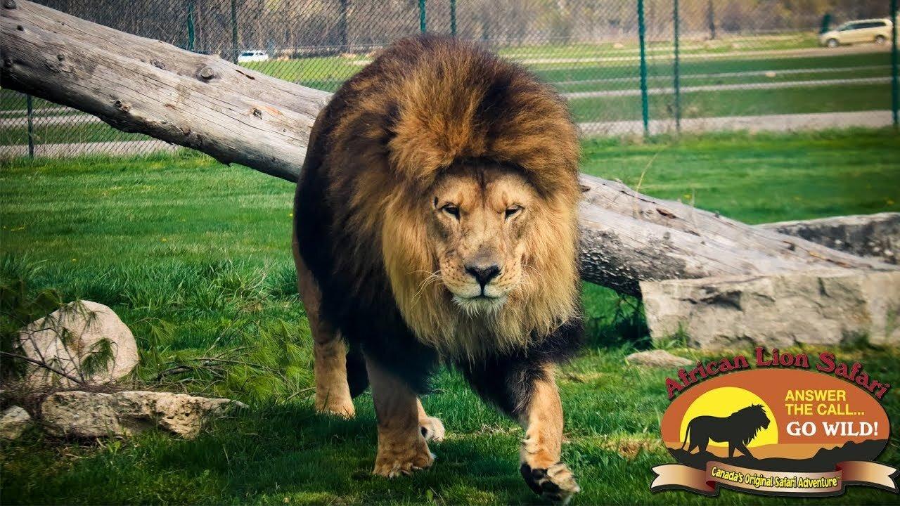 African Lion Safari - Ontario Canada - One News Page Video