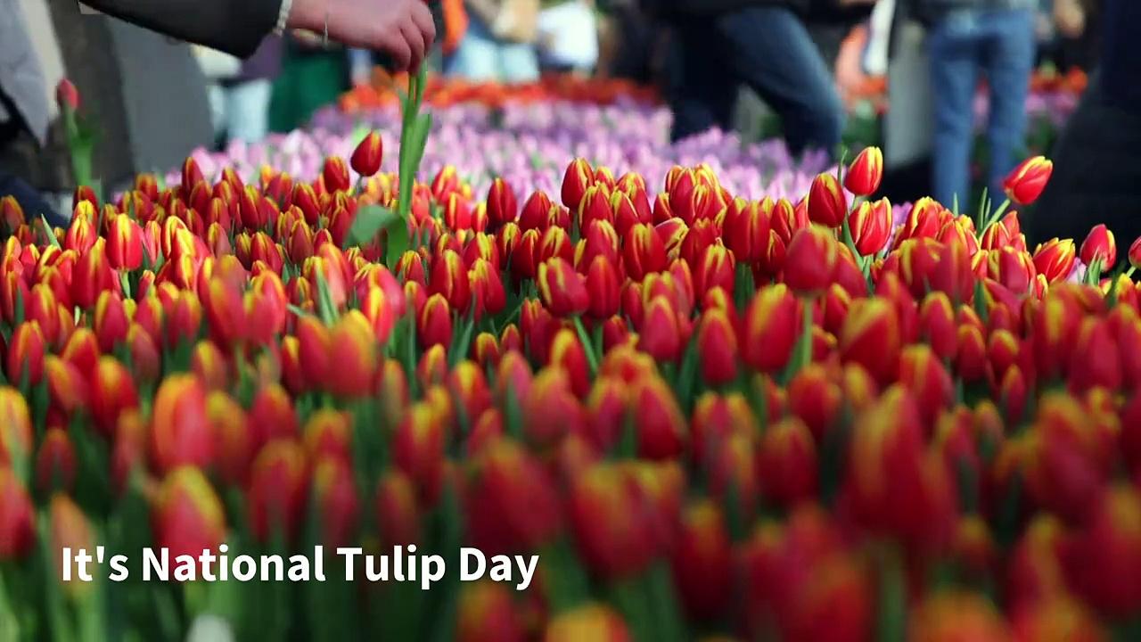 Amsterdam celebrates National Tulip Day