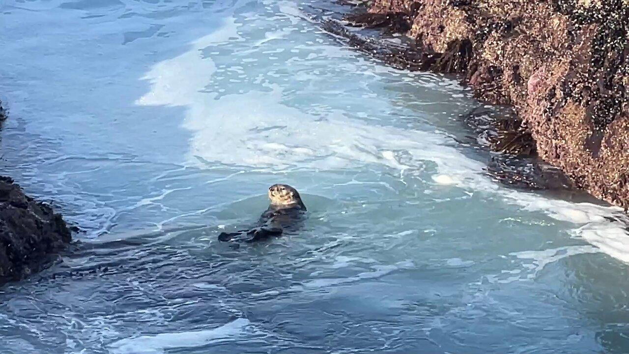 Monterey Peninsula Storm Surge Including an Otter in the Surf