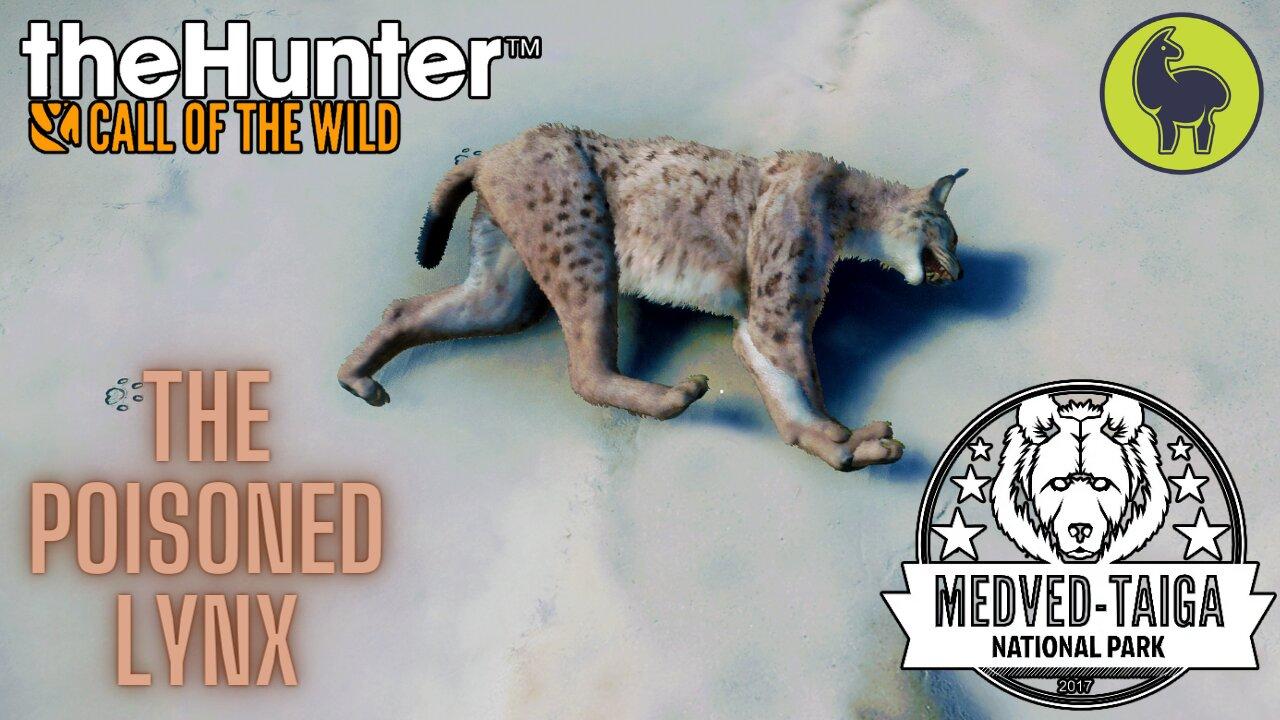 The Poisoned Lynx, Medved Taiga | theHunter: Call of the Wild (PS5 4K)