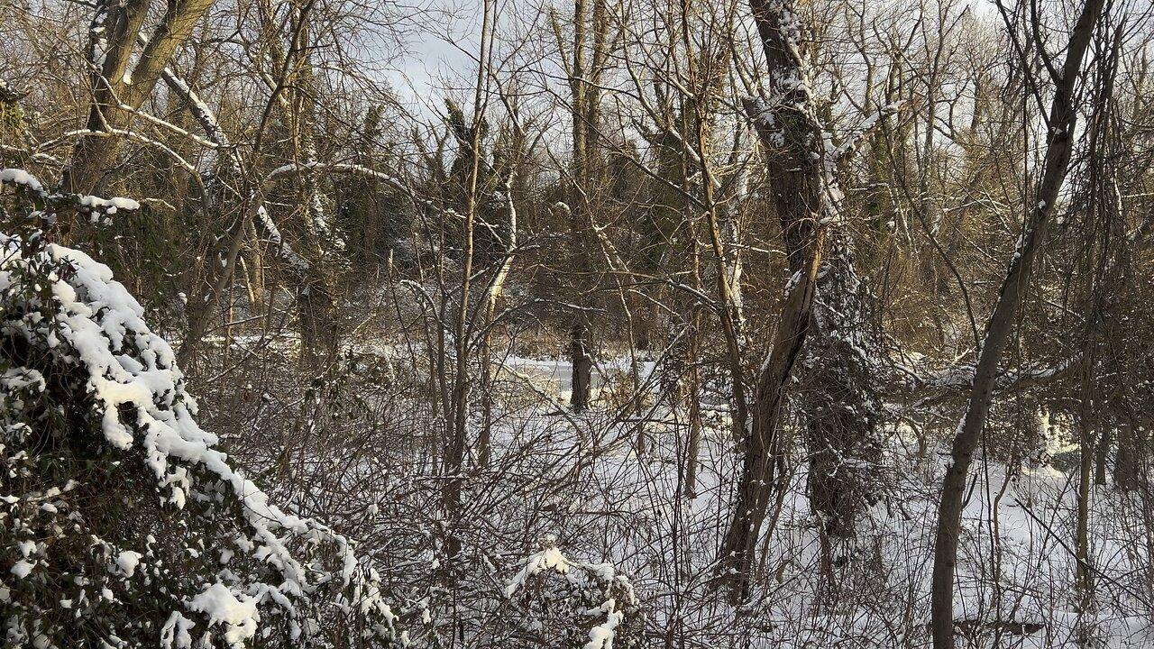 Peaceful Winter Walk on Mount Vernon Trail, DC | Birdsong & Snowy Landscape