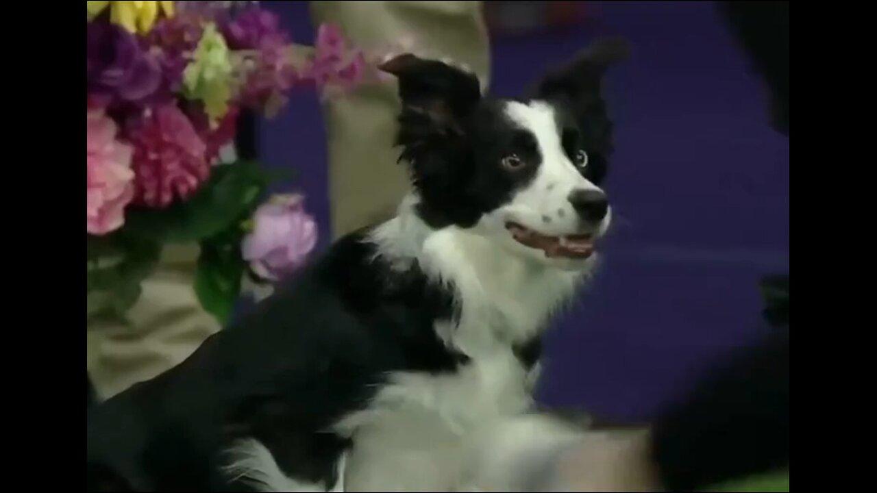 Pink The Border Collie Wins First Place In The Westminster Agility Competition