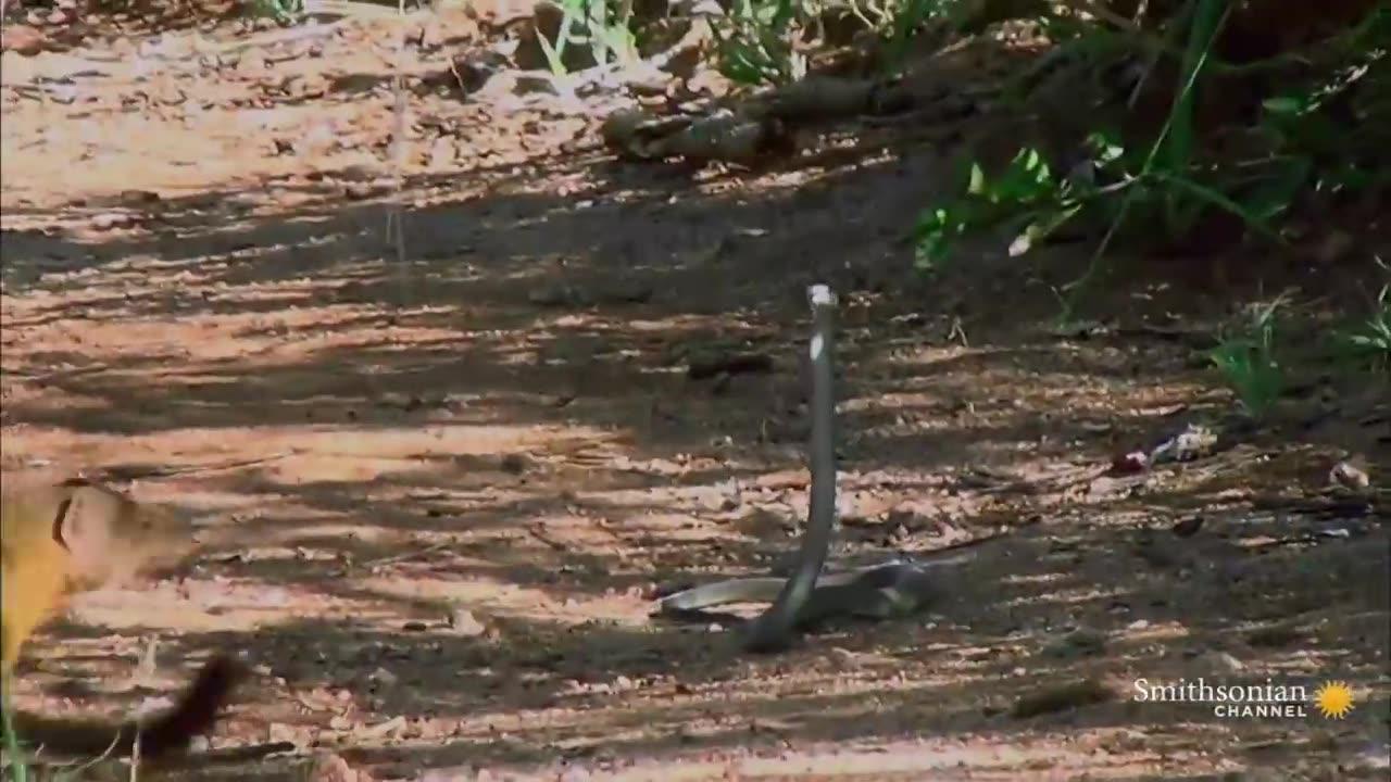 A Mongoose and Black Mamba Fight to the Death