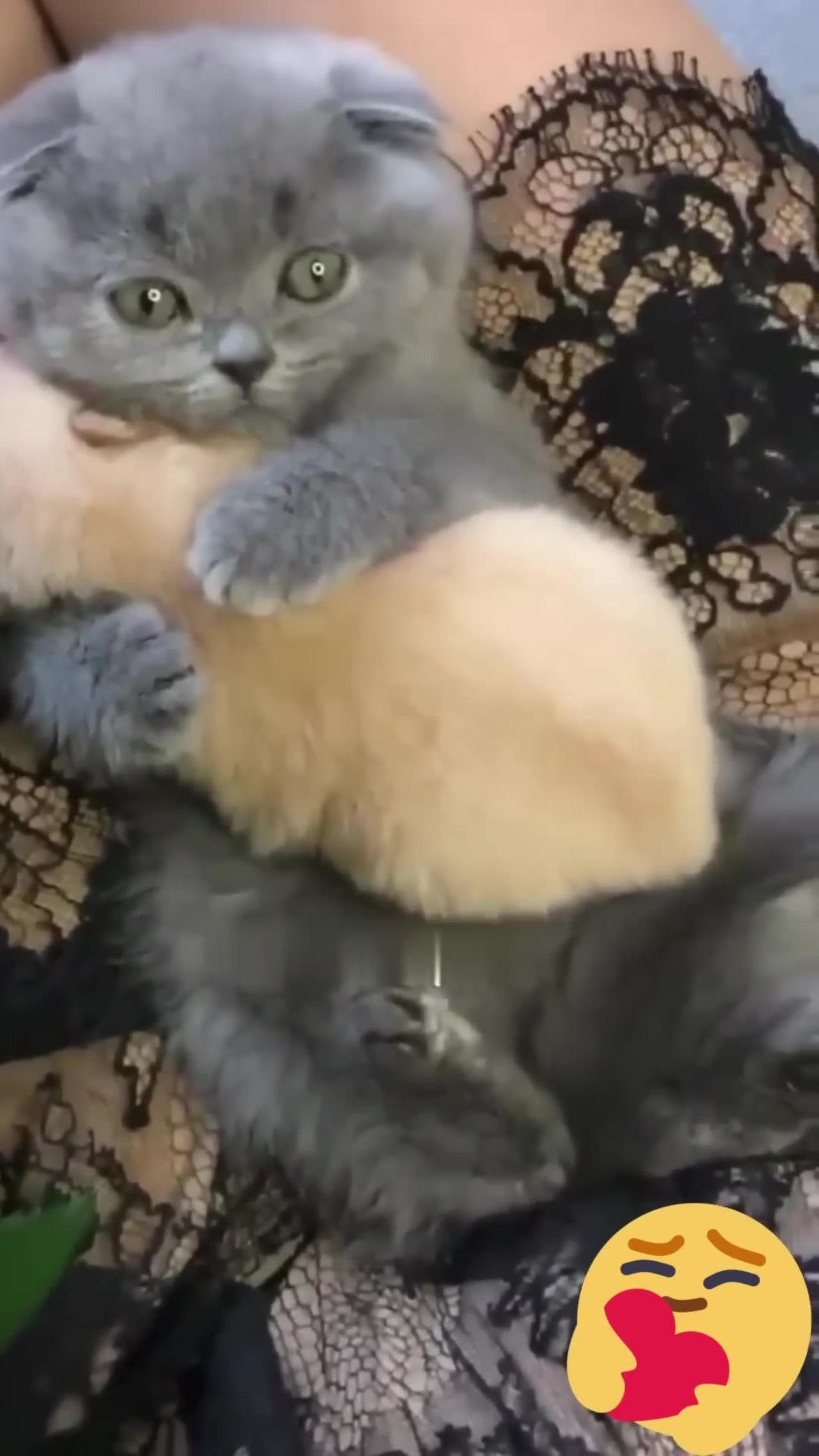 Cute kitten hugs puppy