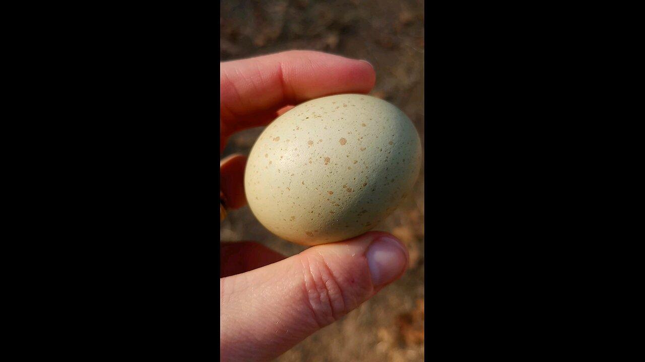Beautiful Green Egg with Tan Speckles