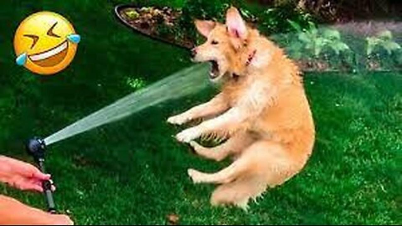 Best Funniest Dogs Videos Compilation (Part 3)