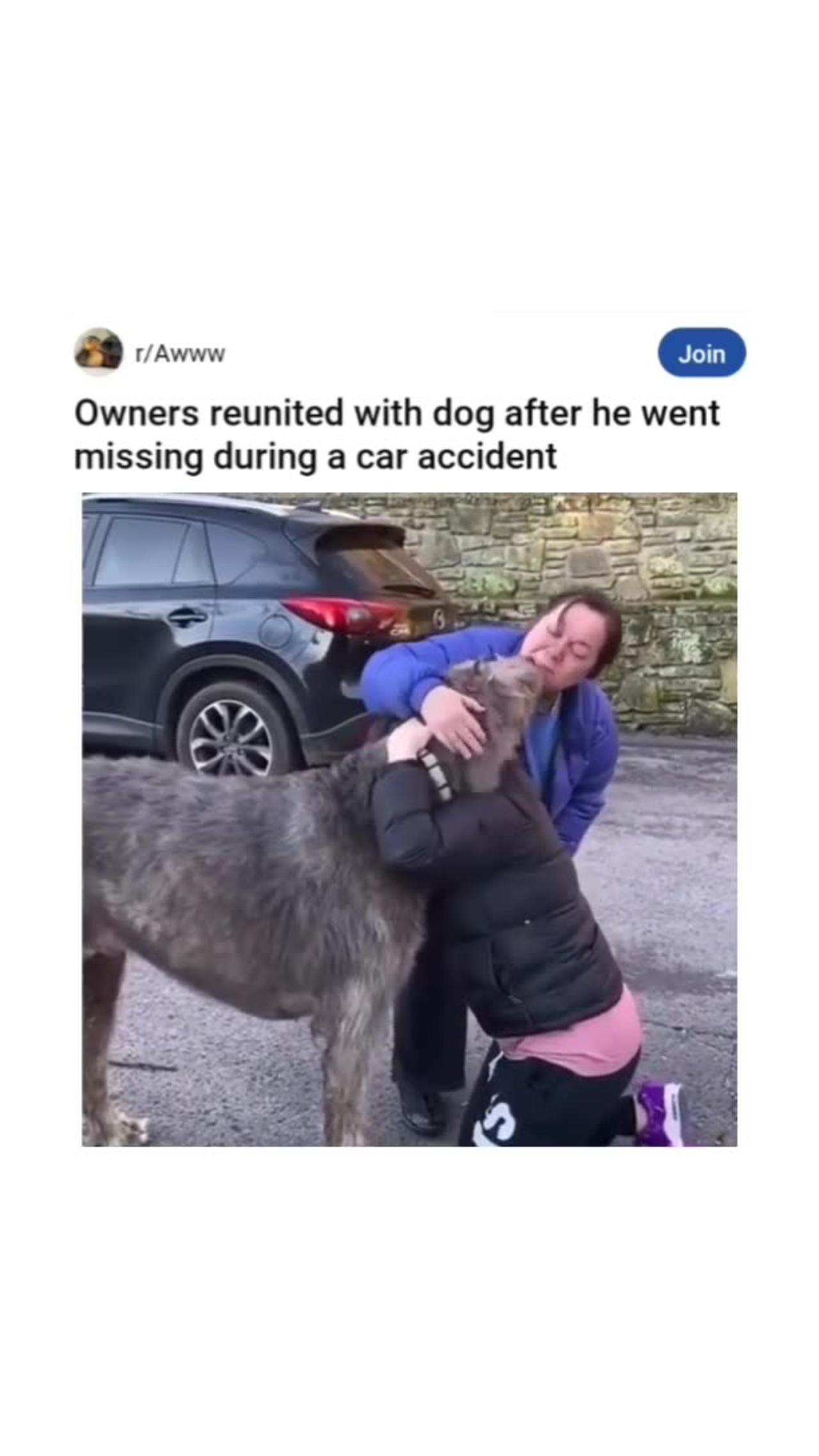 Lost dog found
